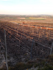 regular vineyard now