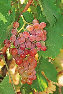 Roditis berries (photo: newwinesofgreece.com)