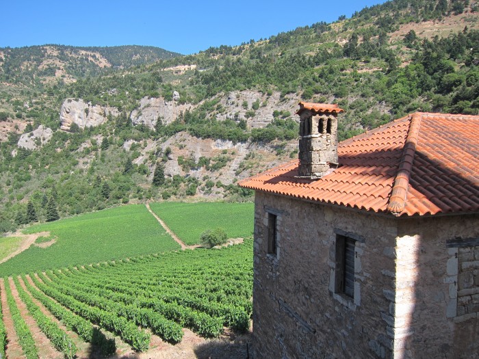 A very old vineyard recently purchased by Cavino winery