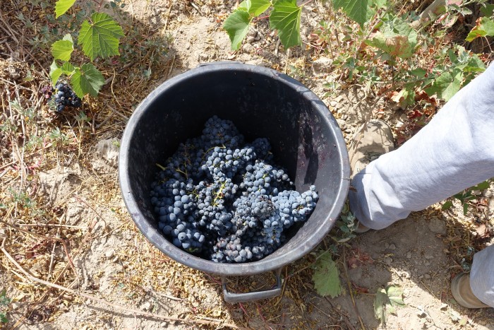 Trincadeira grapes from 75-year-old vines