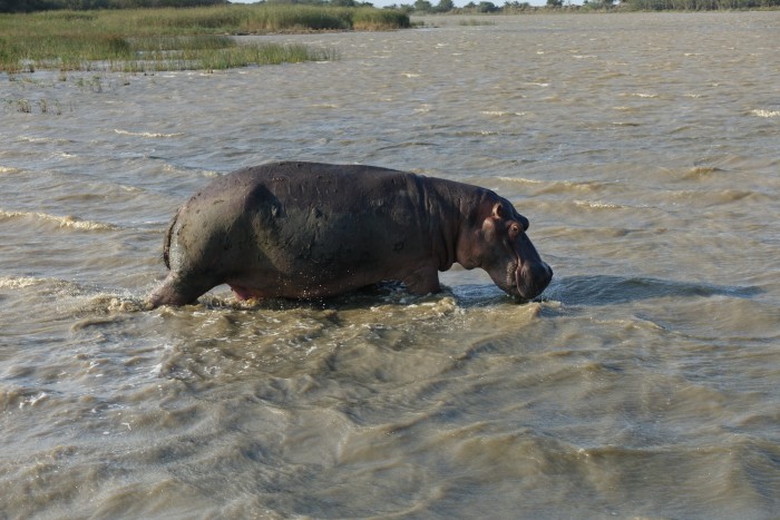 Unlike most of the reds I tried, this hippo is full-bodied.