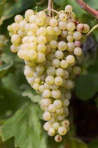 Glera grapes
