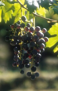 Spargola grapes on the vine