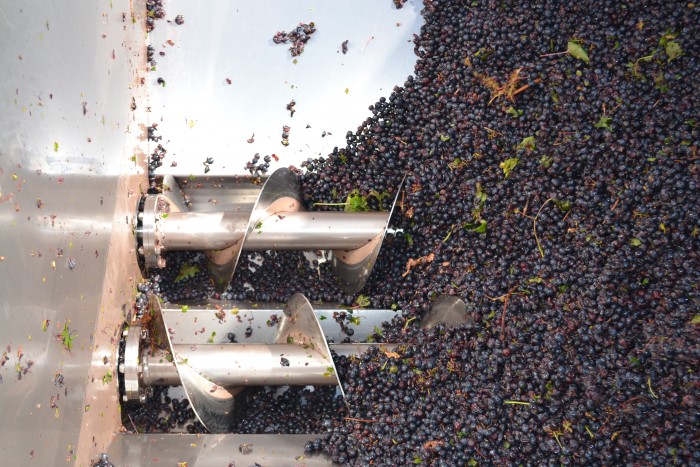 Sangiovese in crusher-destemmer