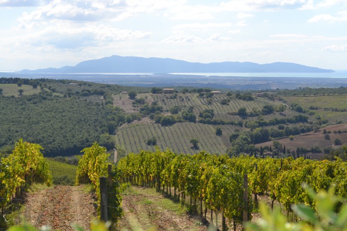 Vineyards near the sea