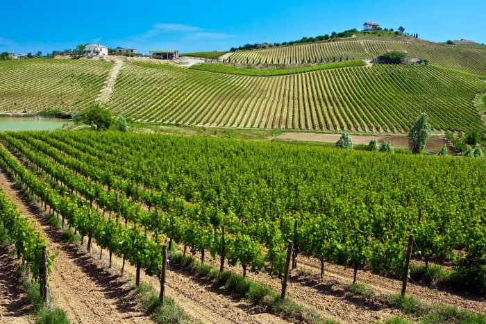 Vineyards in Abruzzo