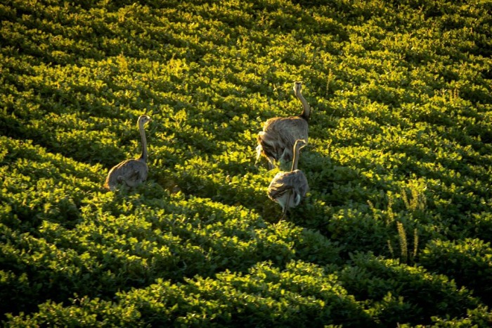 Emus roam at Bodega Garzón