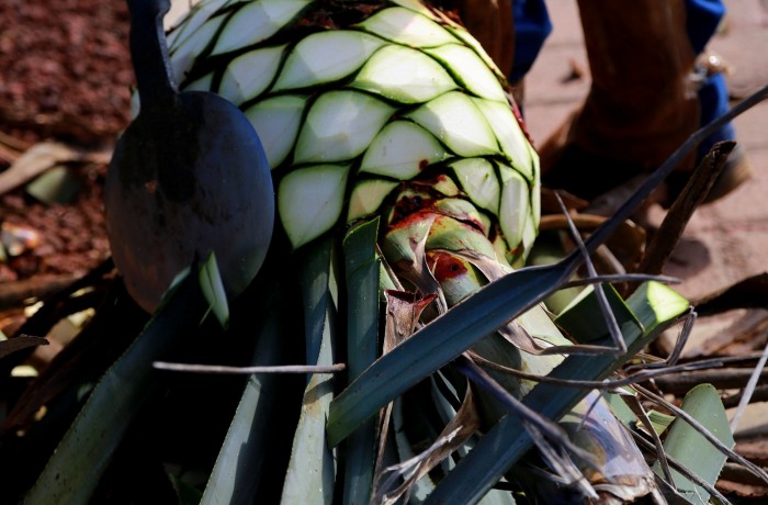 patron-cutting-agave-pinas