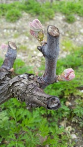 The 2016 Vintage begins with budbreak at d'Yquem