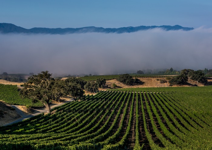 Star Lane Vineyard