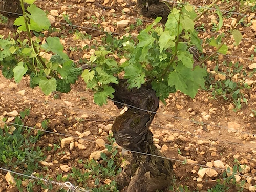 Meursault: Goutte d'Or - Domaine Buisson-Charles (photo: Scott Paul, Caveau Selections)