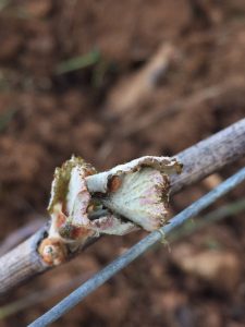 Frost damage in Gevrey Chambertin (photo: Virginie Taupenot, Domaine Taupenot-Merme)