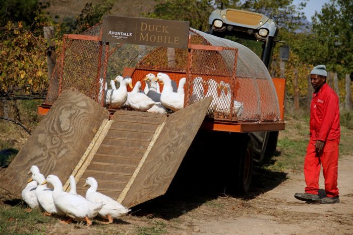 Avondale - The duck mobile. Photo (c) Simon Woolf