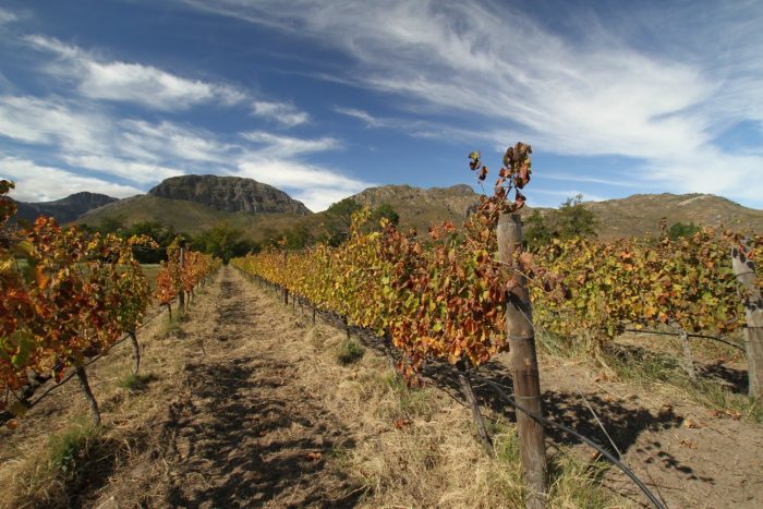 Avondale Estate - vines and mountains. Photo (c) Simon Woolf