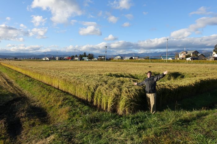 field-of-rice