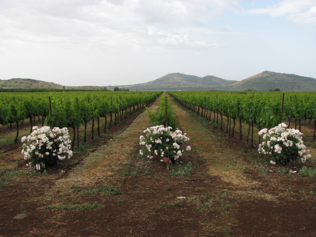 El Rom Vineyard