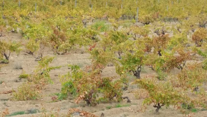 cannonau-bush-vines-just-harvested-in-sardinia