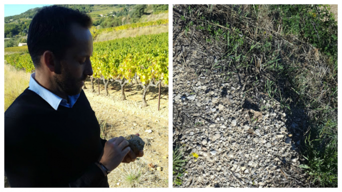 Rickman with a stone from the vineyard; the garrigue.