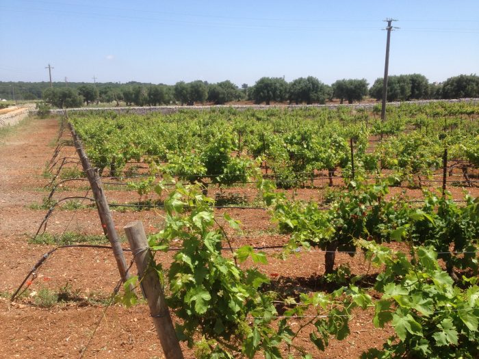 Vineyards in Puglia