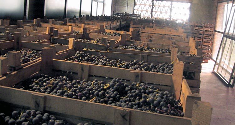 amarone-drying