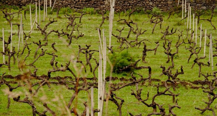 Girolamo Russo - San Lorenzo Contrada vineyards (Photo Simon Woolf)