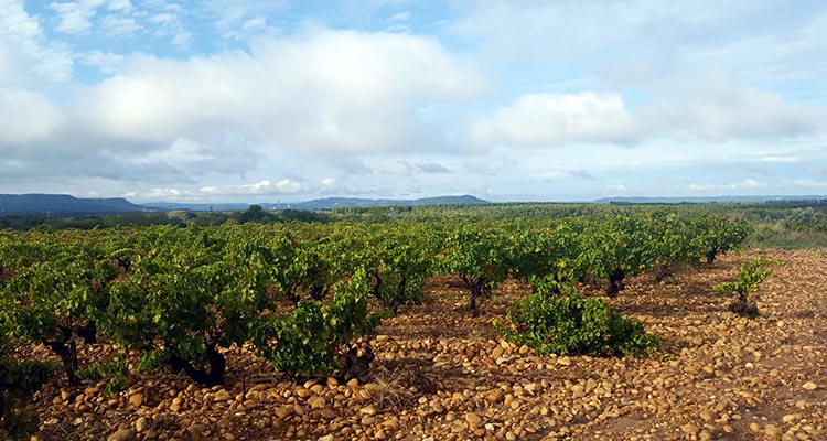 The vineyards of Château de Montfaucon